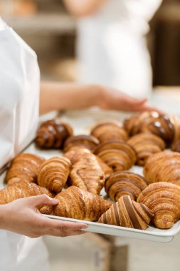 cropped shot of female baker holding tray with croissants on baking manufacture clipart