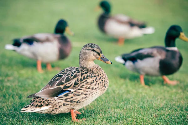 Patos domésticos sobre hierba verde - foto de stock