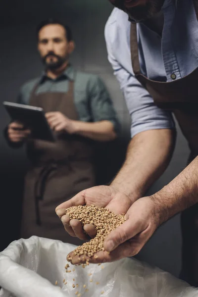 Работник пивоваренного завода проверяет зерно — стоковое фото