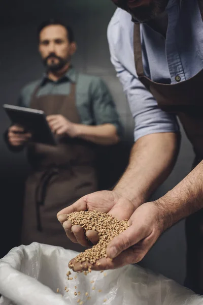 Trabajador cervecero inspeccionando granos - foto de stock