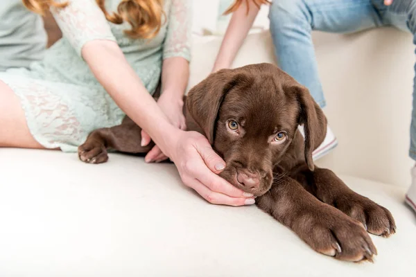 Family playing with puppy — Stock Photo