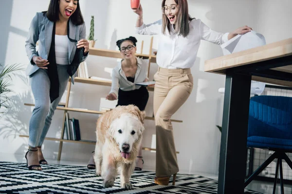 Деловые женщины с собакой в офисе — стоковое фото