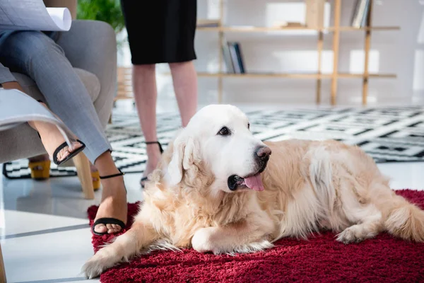 Labrador acostado en la alfombra en la oficina - foto de stock