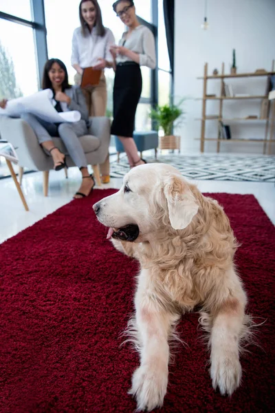 Architectes travaillant avec le plan tandis que le chien couché — Photo de stock