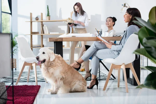 Mujeres con perro trabajando en la oficina - foto de stock