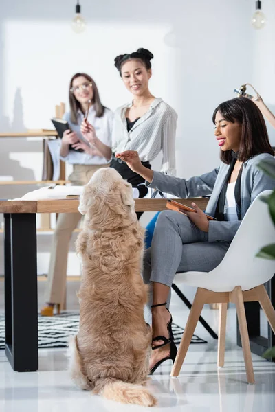 Women working with dog at office — Stock Photo