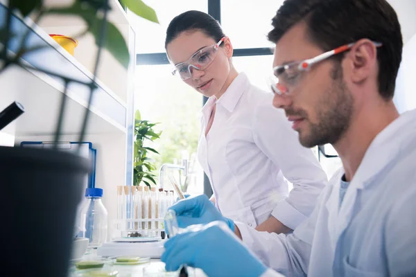 Scientifiques pendant les travaux en laboratoire — Photo de stock