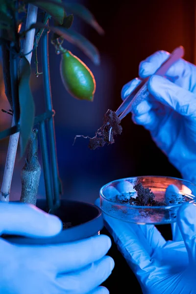 Scientists during work at laboratory — Stock Photo