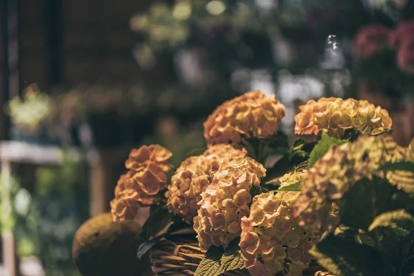 Hermosas flores de hortensias - foto de stock