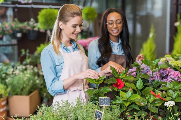 Multiethnic florists in flower shop — Stock Photo