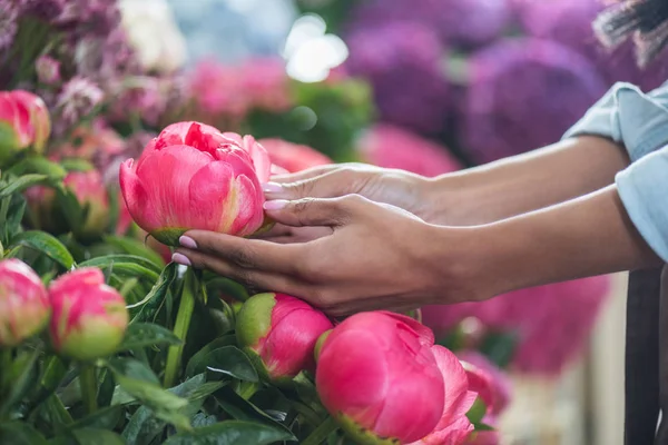 Mains avec de belles pivoines — Photo de stock