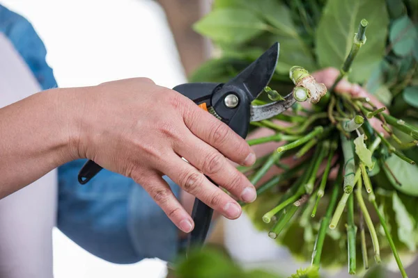 Florist cutting flowers — Stock Photo