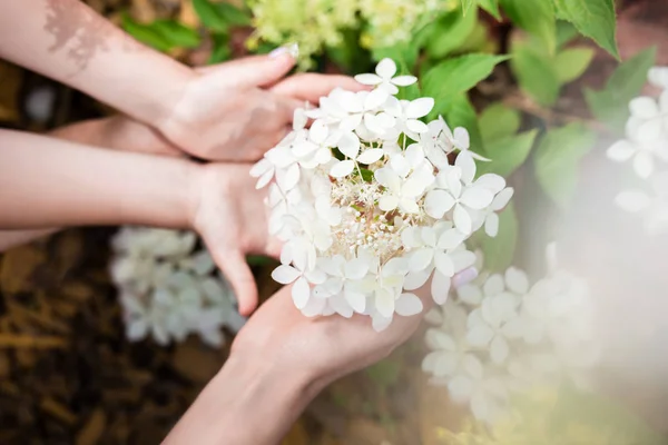 Mains touchant fleurs florissantes — Photo de stock