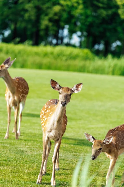 Beautiful deer in park — Stock Photo