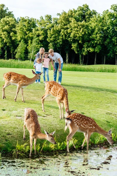 Family looking at deer in park — Stock Photo