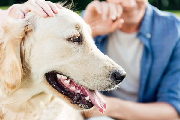 Golden retriever perro con la lengua fuera - foto de stock