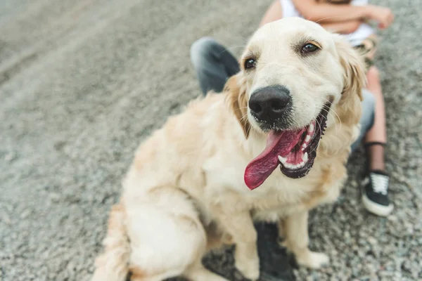 Golden cane retriever — Foto stock