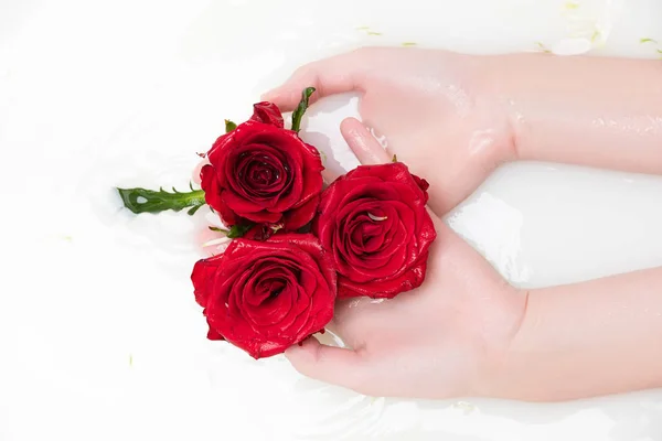 Rote Rosen — Stockfoto