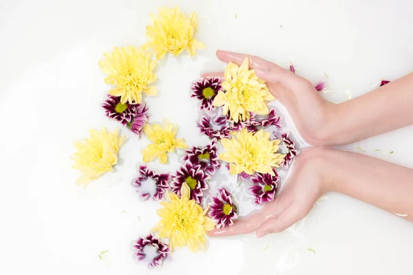 Chrysanthemum flowers — Stock Photo