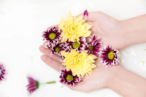 Flores de crisantemo - foto de stock