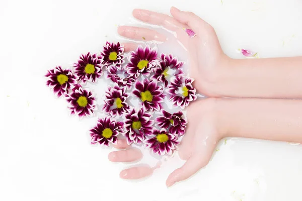 Fleurs de chrysanthème — Photo de stock