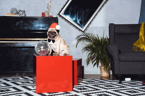 Pug puppy in santa hat — Stock Photo