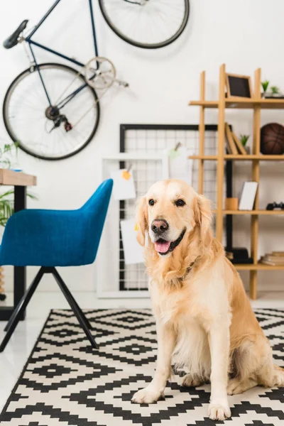 Divertente cane seduto sul tappeto sul pavimento — Foto stock