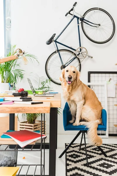 Lustiger Hund sitzt zu Hause auf blauem Stuhl und schaut in die Kamera — Stockfoto