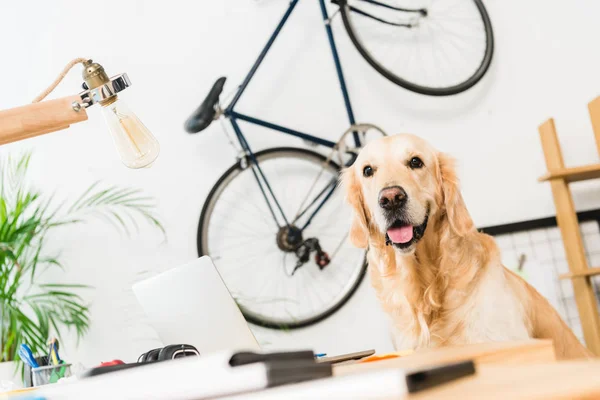 Смешная собака сидит за столом дома и смотрит в камеру — стоковое фото