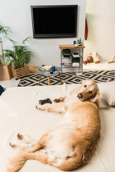 Divertido perro recuperador acostado en el sofá con la almohadilla del juego y mirando a la cámara - foto de stock