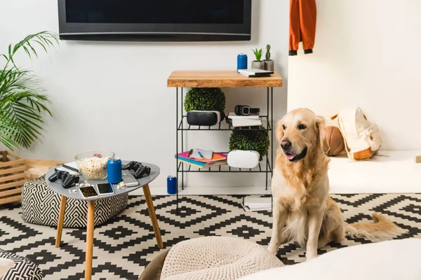Funny retriever dog sitting on carpet in room — Stock Photo