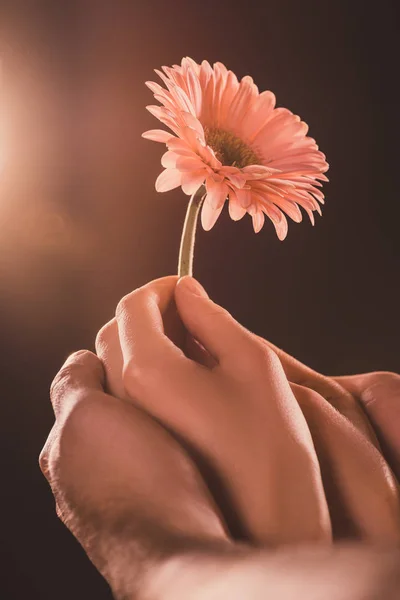 Vue recadrée d'un couple tenant une fleur de gerbera, sur brun — Photo de stock