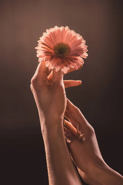 Cropped view of woman holding gerbera flower, on brown — Stock Photo
