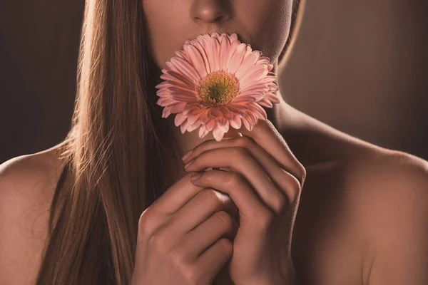 Обрізаний вид ніжної дівчини, що тримає квітку гербери, на коричневому — стокове фото