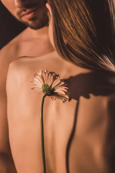 Назад вид нежной пары, обнимающей и держащей цветок герберы, изолированный на коричневом — стоковое фото