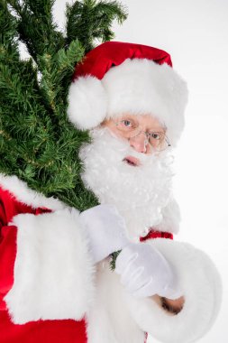 Noel Baba taşıma köknar ağacı