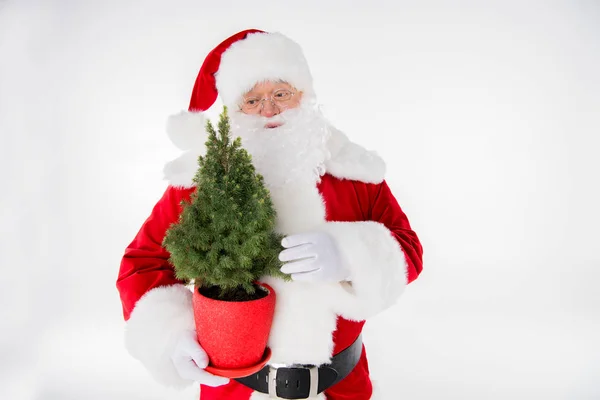 Santa Claus with fir tree in pot — Stock Photo, Image
