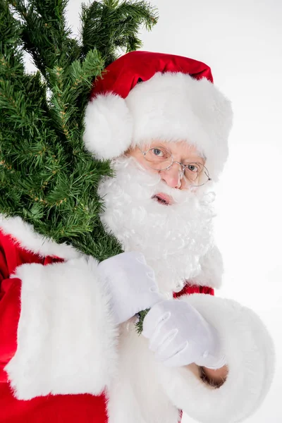 Santa Claus carrying fir tree — Stock Photo, Image