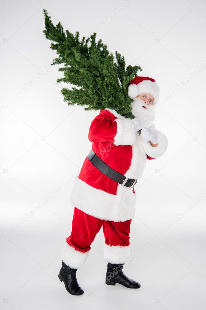 Santa Claus carrying fir tree