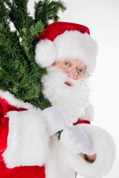 Santa Claus carrying fir tree — Stock Photo