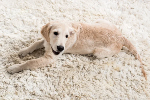 Golden retriever puppy — Stock Photo, Image