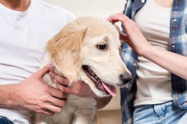 Couple petting dog