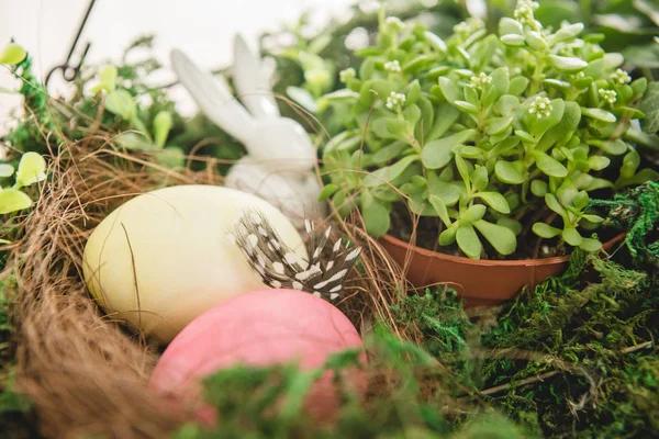 Plant and Easter eggs — Stock Photo, Image