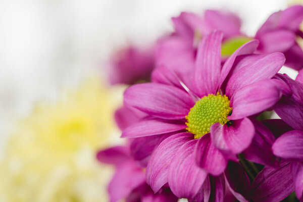 Purple fresh flowers Royalty Free Stock Images