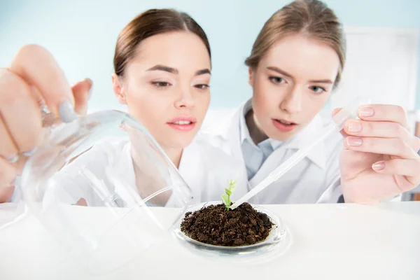 Жіночі вчені з зеленою рослиною — стокове фото