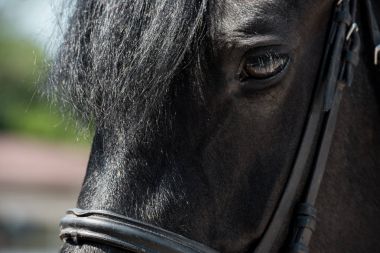 Beautiful purebred horse  clipart