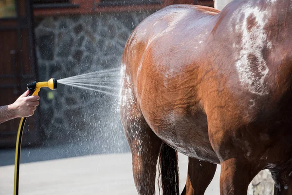 Pessoa que lava cavalos — Fotografia de Stock