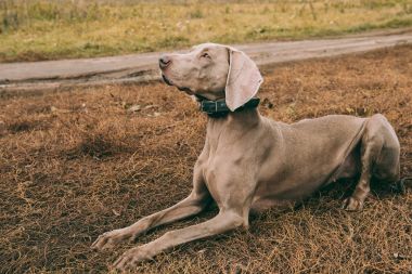 Hunting dog lying on grass on road  clipart