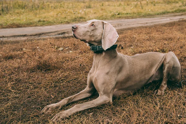 Охотничья собака лежит на траве на дороге — стоковое фото