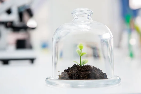 Plante en terrarium de verre — Photo de stock